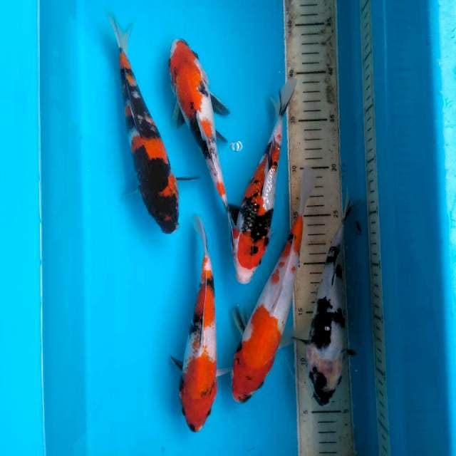 BS91 Mix 6 ekor Showa ShoGin Shiro