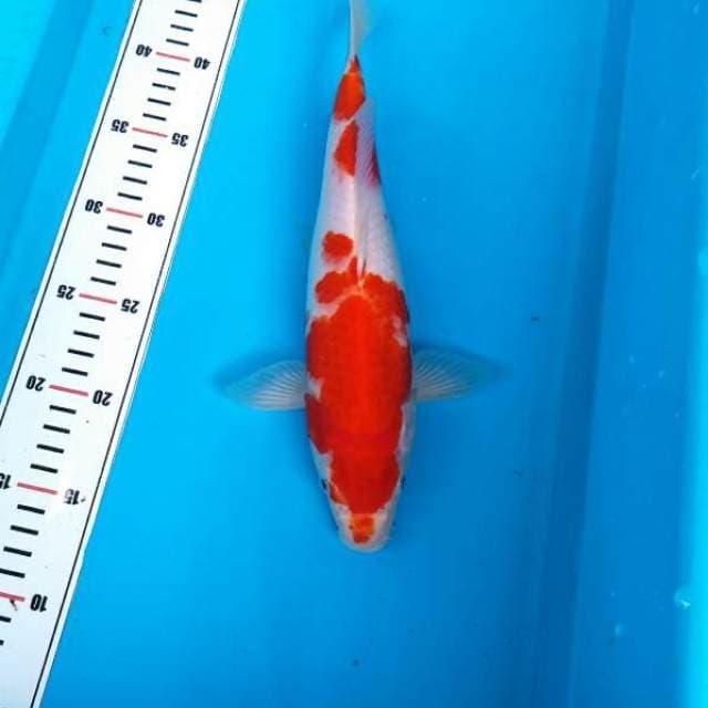 Red kohaku