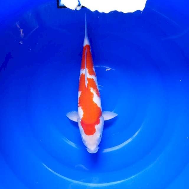 Kohaku 35cm import sakai farm