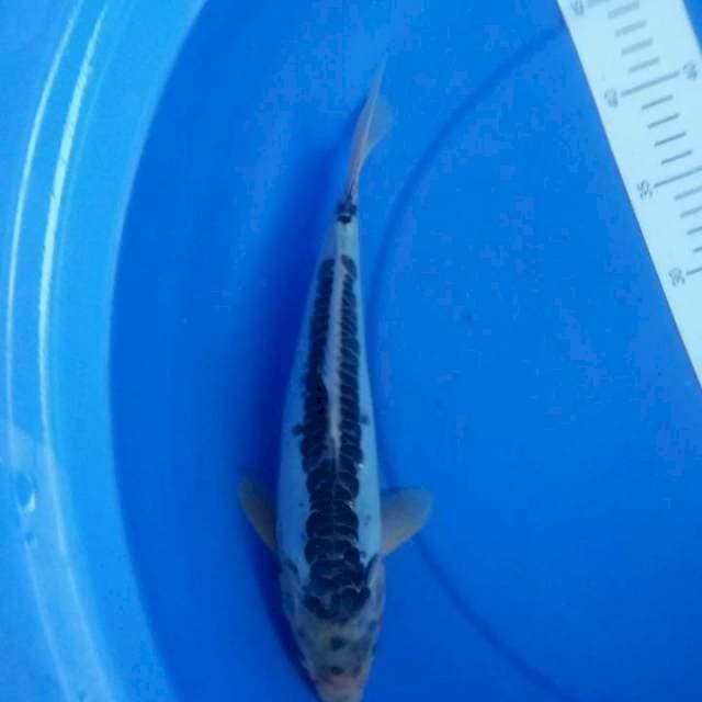 Susui 33cm