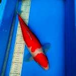 Kohaku 39cm