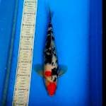 Sanke 33cm