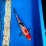 Sanke 32cm