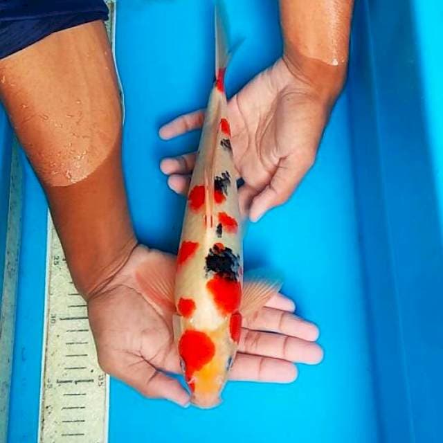 Sanke 34cm