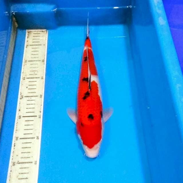 Sanke merah merona