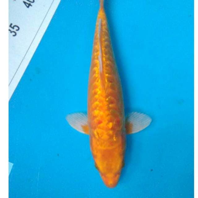 GOLD ARAGOKE GINRIIN