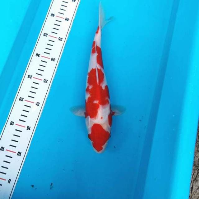 Maruten kohaku merah darah