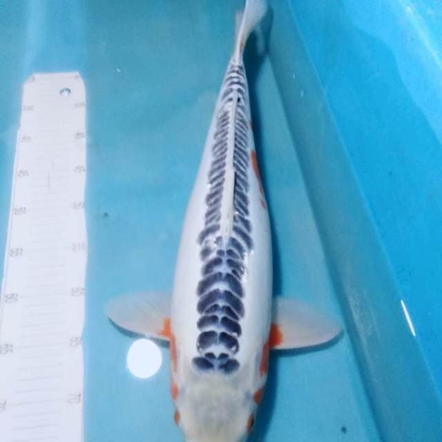 Shusui..Calon Induk 53cm