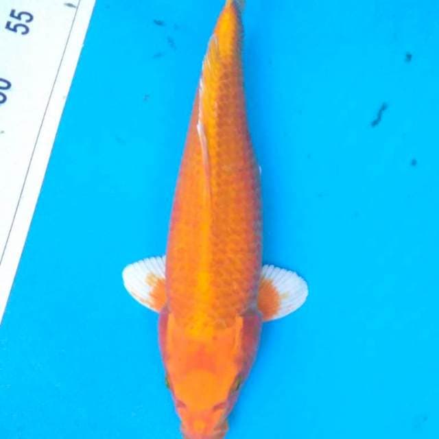 YAMABUKI OGON Bersih