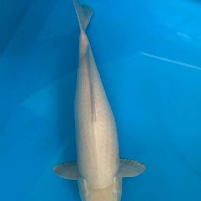 Karashi JANTAN BADAK 45CM