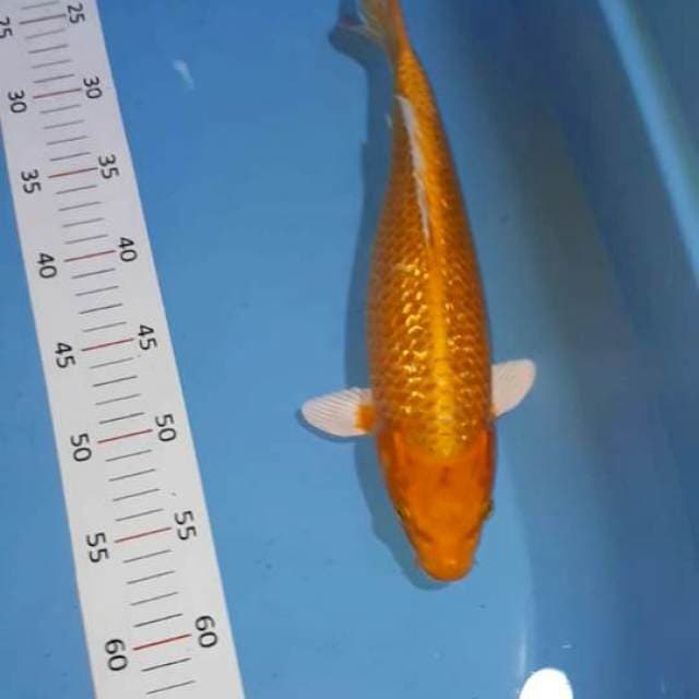 ** Yamabuki ogon 36cm