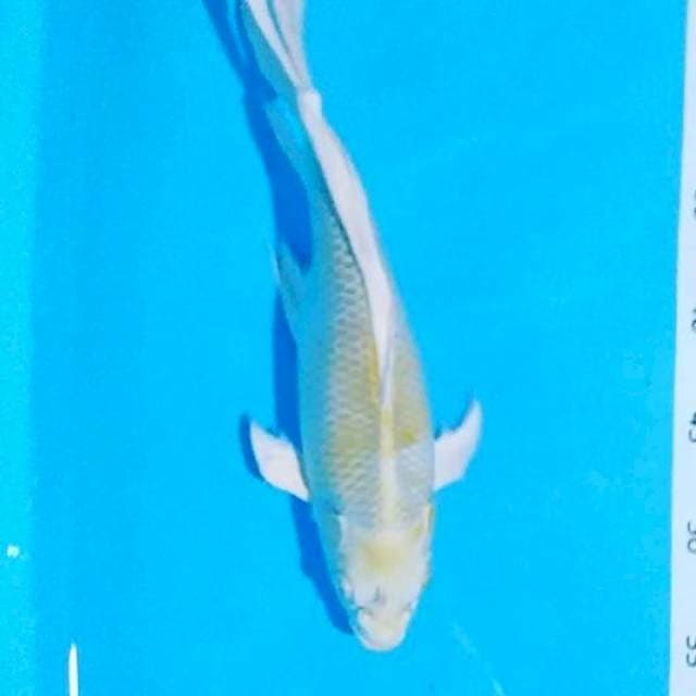 Kumpay hariwake 35cm