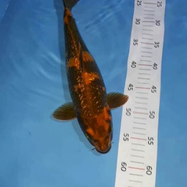 Hi utsuri 35cm