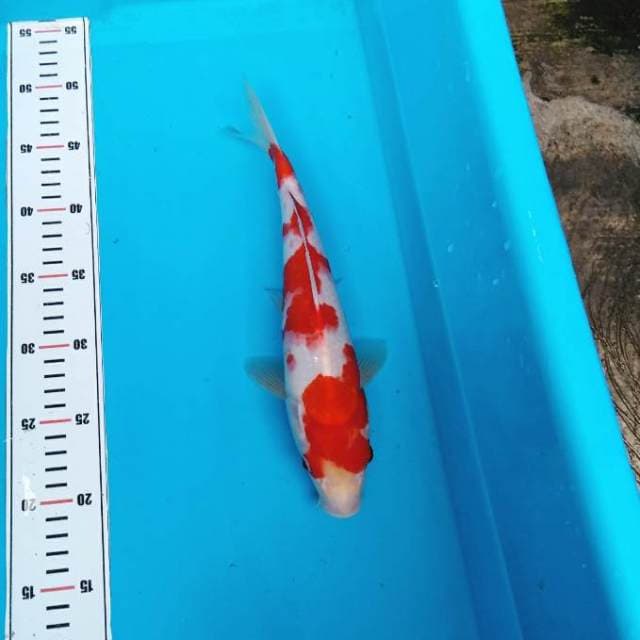 Kohaku ori merah strong