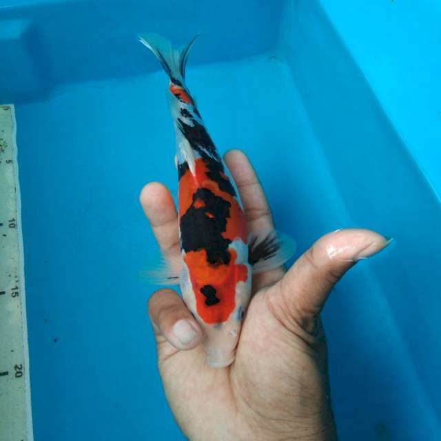 SANKE 21CM MALE