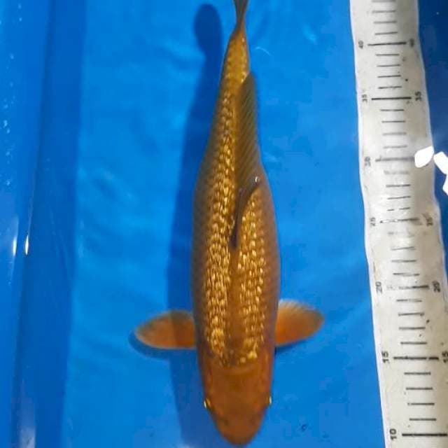 CHAGOI TEMBAGA GINDRIN F1 35 CM