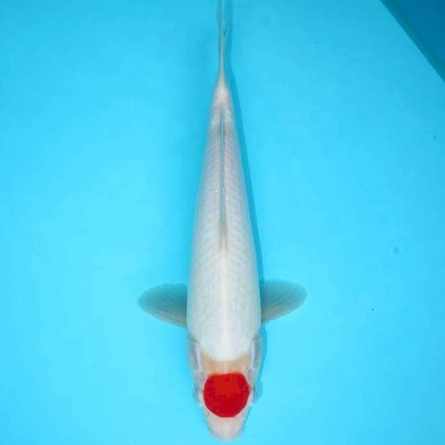 Tancho Kohaku Putih 28 cm