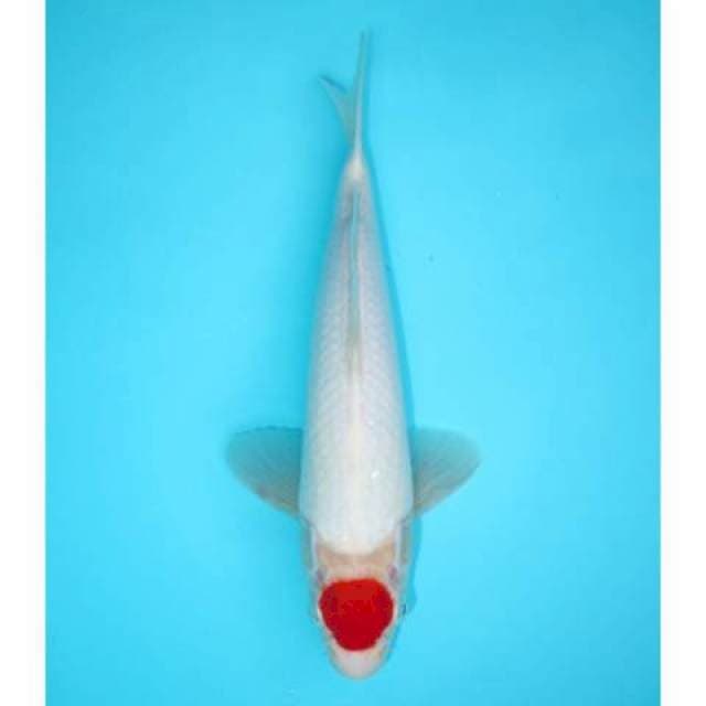 Tancho Male Putih 29 cm