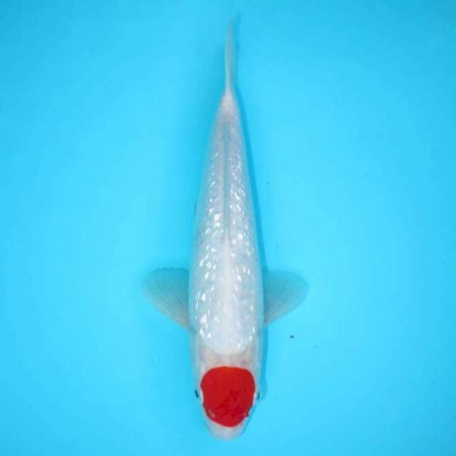 Tancho Ginrin Original Merah 27 cm