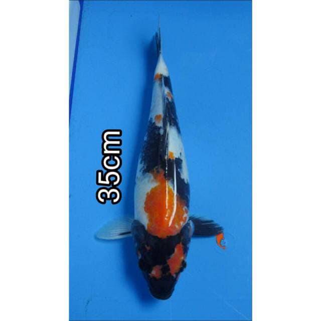SHOWA CANTIK