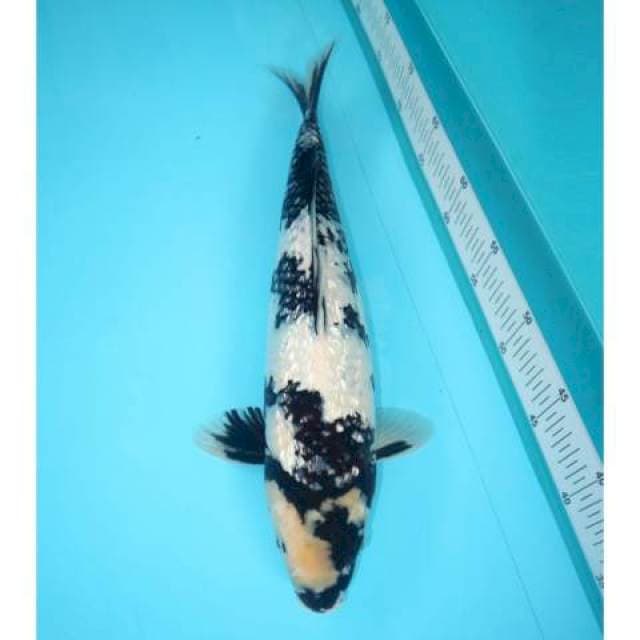 Shiro Ginrin Prospek 40 cm