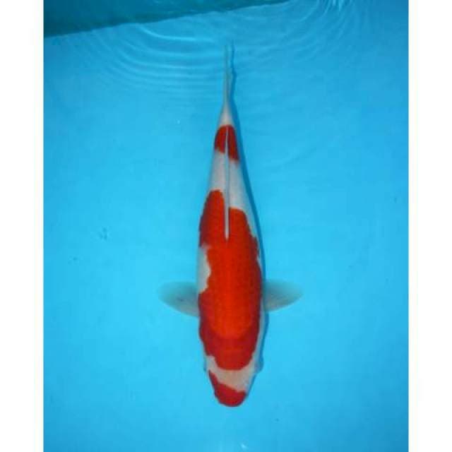 KOHAKU KUCHIBENI 31 CM