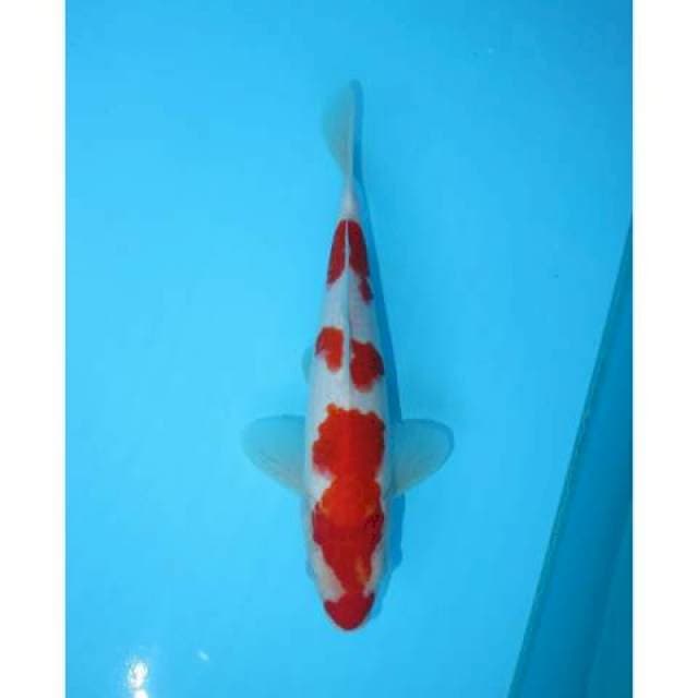 KOHAKU 3 STEP 26 CM