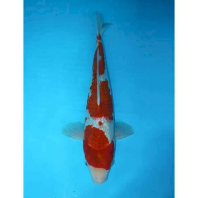 KOROMO GINRIN 39 CM