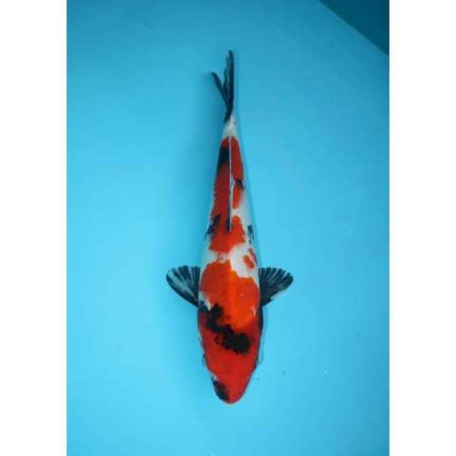 SHOWA 32 CM