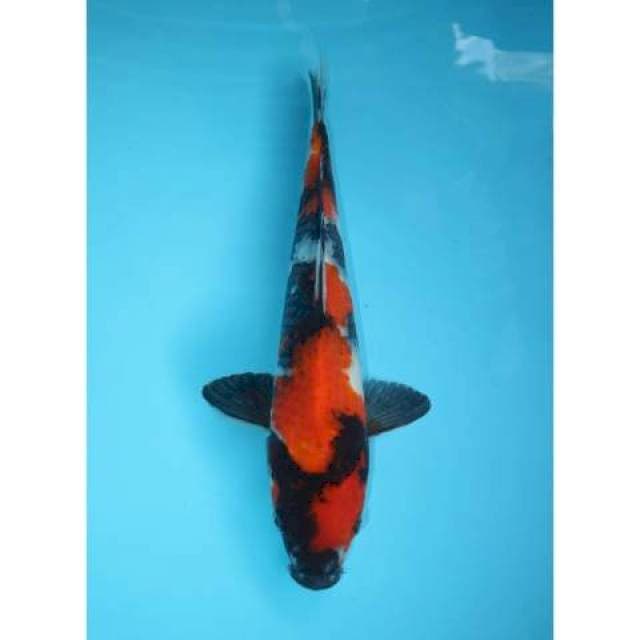 SHOWA 33 CM