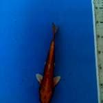 Orenji 25cm