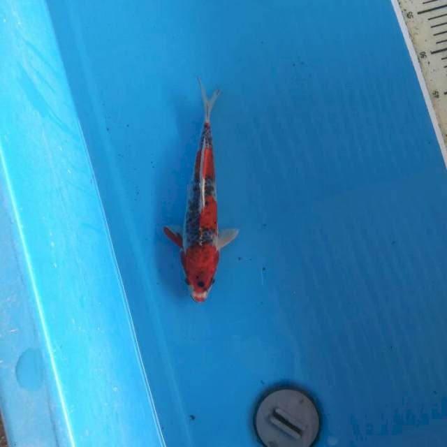 Goshiki 25cm