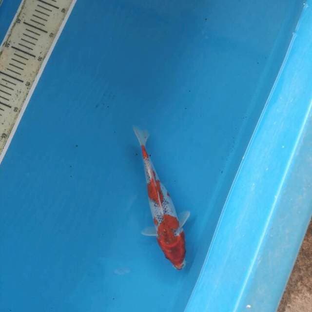 Goshiki 25cm