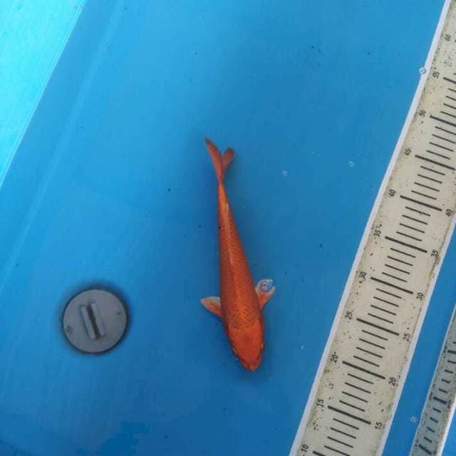 Orenji 26cm