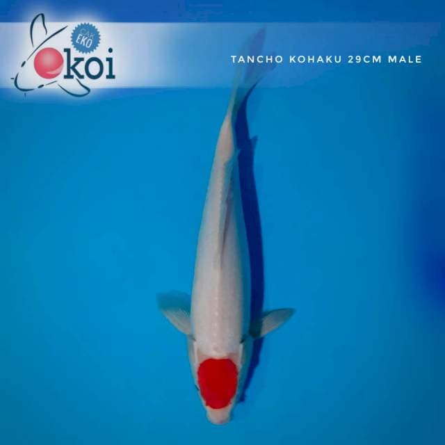 Tancho kohaku 29cm male