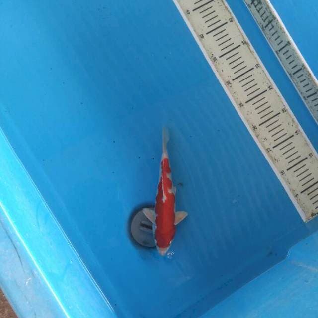 Kohaku hikari 23cm