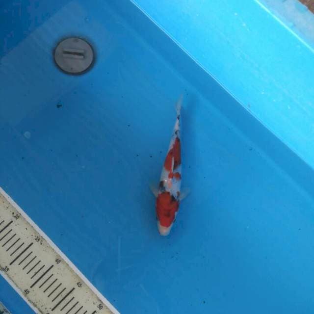 Sanke 25cm