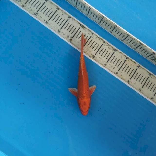 Orenji 26cm