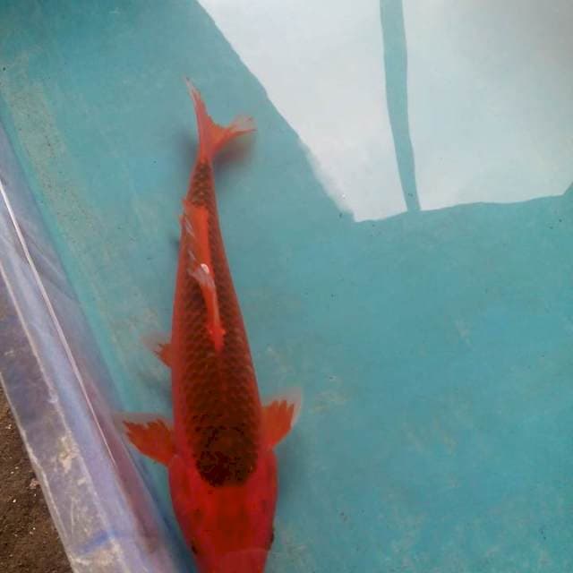 Cantiksip30cm