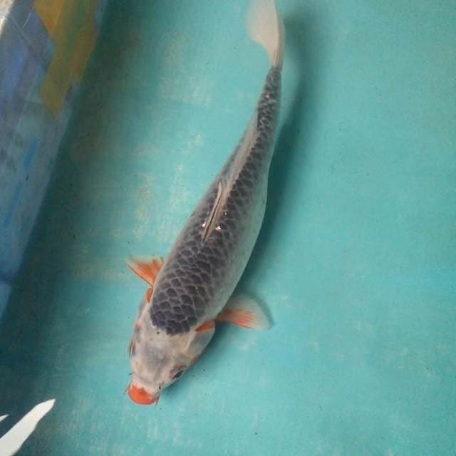 Cantikrapi30cm
