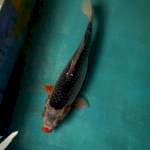 Cantikrapi30cm