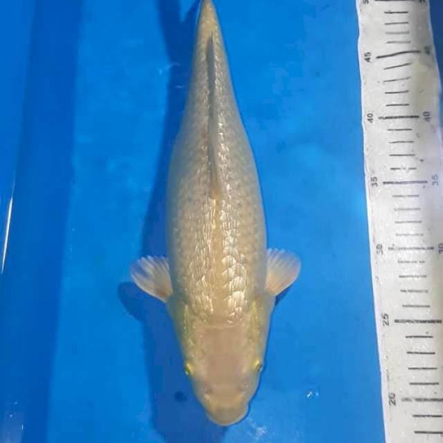 CHAGOI GINDRIN BULKY 35 CM