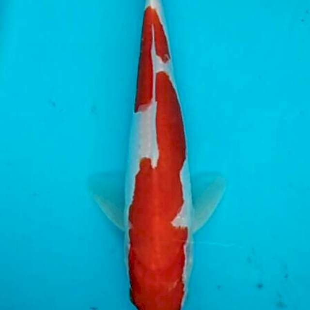 Inazuma kohaku doitsu thunder 26cm