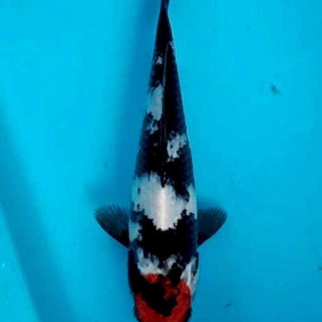 Tancho showa darknight 24cm