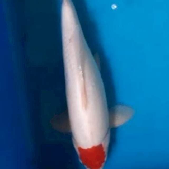 Thanco Kohaku