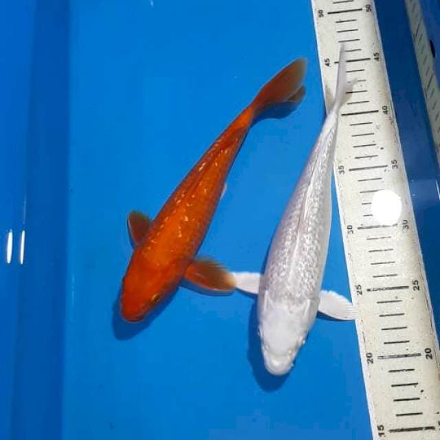 PLATINUM&BENIGOI GINDRIN 25 CM