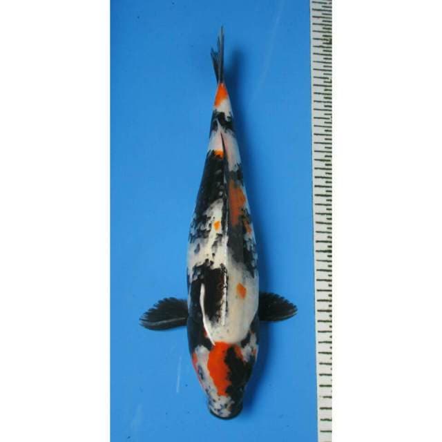 MARUTEN SHOWA 39CM
