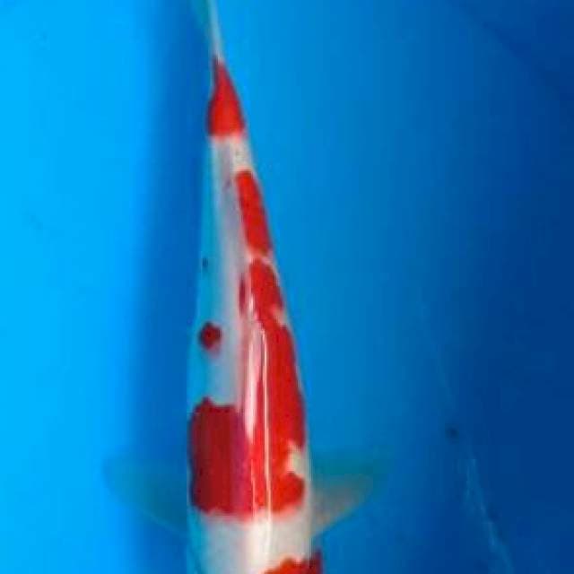Kohaku 29cm