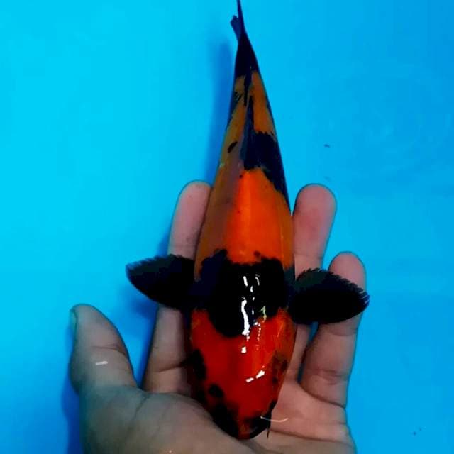 Hi Utsuri prospek jelas 20 cm