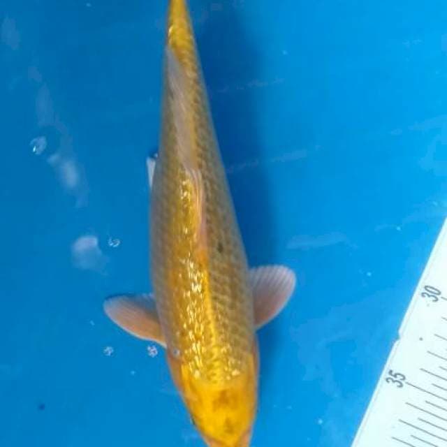 Ogon